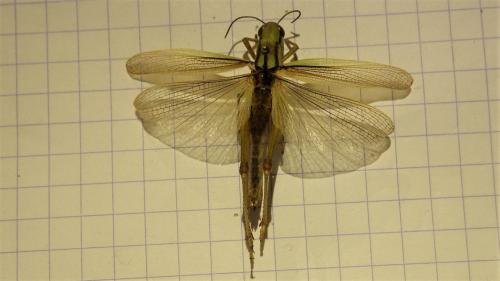 Réf. 275 711 : Mecostethus parapleurus parapleurus